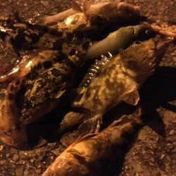 極寒のガシリングで6目釣り